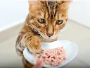 ALIMENTO GATO