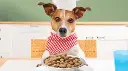 ALIMENTO PERROS